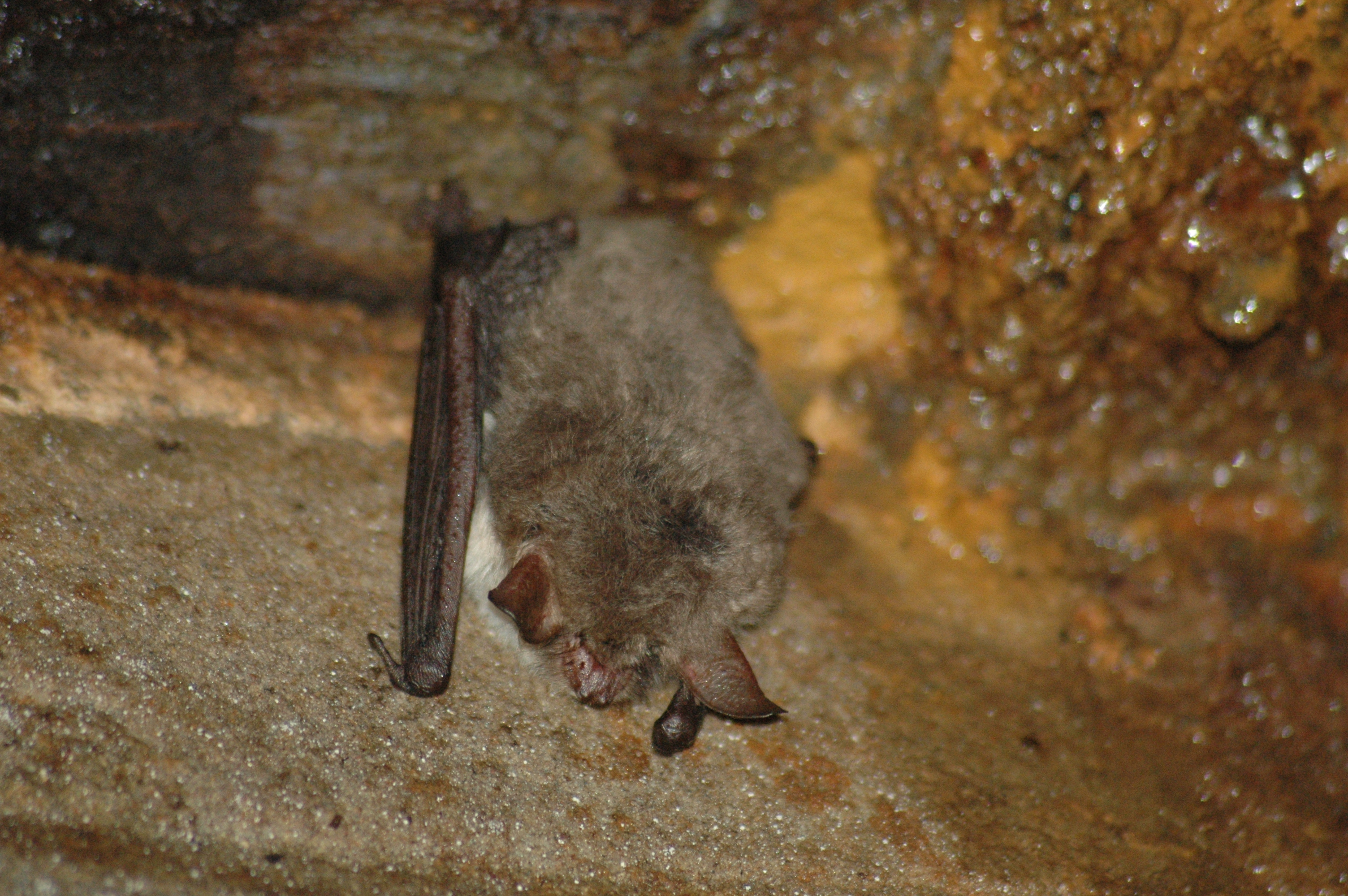 Boswachtersblog: Vleermuizen ontwaken uit winterslaap